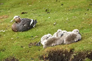 Tachyeres: Falkland Steamerduck