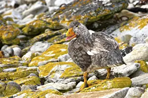 Tachyeres: Falkland Steamerduck
