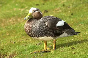 Tachyeres: Falkland Steamerduck