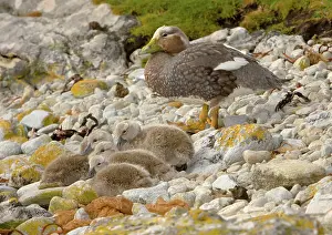 Tachyeres: Falkland Steamerduck