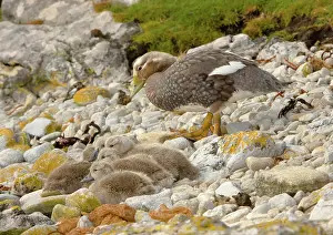 Tachyeres: Falkland Steamerduck