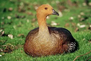 Magellan: Falkland Upland Goose / Magellan Goose - Adult
