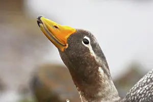 Tachyeres: Falklands Flightless Steamer Duck - Head