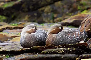 Tachyeres: Falklands Flightless Steamer Duck - Pair