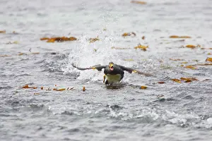 Tachyeres: Falklands Flightless Steamer Duck - Steaming