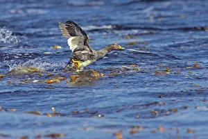 Tachyeres: Falklands Flightless Steamer Duck - Steaming