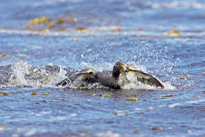 Tachyeres: Falklands Flightless Steamer Duck - Steaming