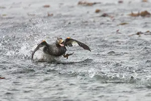 Carcass: Falklands Flightless Steamer Duck - steaming