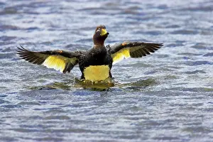 Tachyeres: Falklands Flightless Steamer Duck - Stretching wings