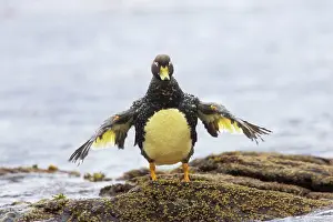 Tachyeres: Falklands Flightless Steamer Duck - Stretching wings