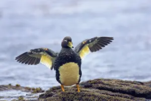 Tachyeres: Falklands Flightless Steamer Duck - stretching wings
