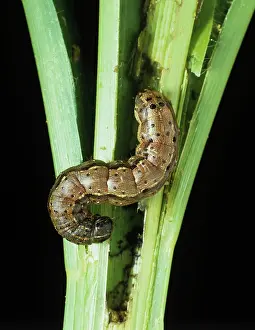 Cotton: Fall armyworm