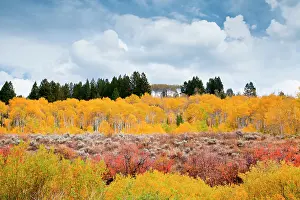 Populus: Fall aspens in the Rocky Mountains, Wyoming