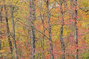 Pyramid: Fall color at Pyramid State Park, Perry County, Illinois