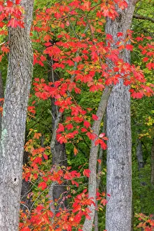 Daybreak Imagery: Fall color sassafras trees, Stephen A. Forbes State Park