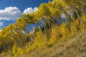 300718: Fall colored aspen trees along Beartooth Highway