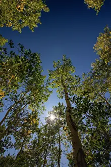 Aspen: With Fall coming, an aspen grove slowly goes from green to