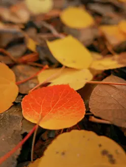 Nevada: Fall, Eastern Sierras, Bishop, California