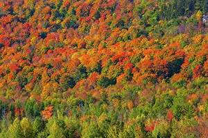Blaze: Fall forest, Indian Summer, Eastern Townships, Quebec