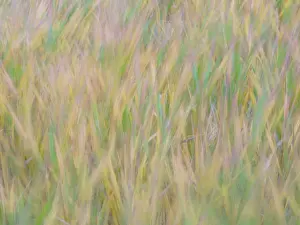 Pryor: Fall grasses on 10K Trail, Sandia mountains, New Mexico