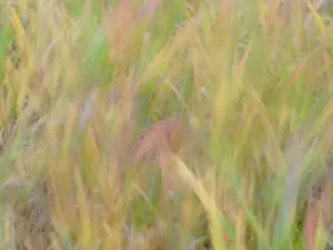 Pryor: Fall grasses on 10K Trail, Sandia mountains, New Mexico