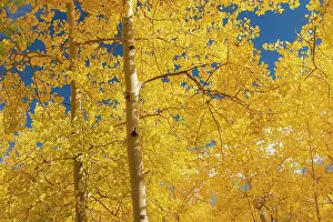 Aspen: Fall leaf on the 10K Trail, Sandia mountains, New Mexico