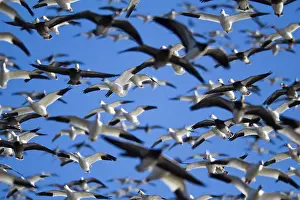Caerulescens: Fall Migration