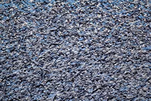 Caerulescens: Fall Migration