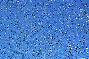 Caerulescens: Fall Migration