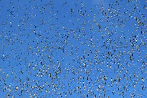 Caerulescens: Fall Migration