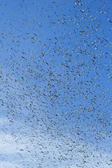 Caerulescens: Fall Migration