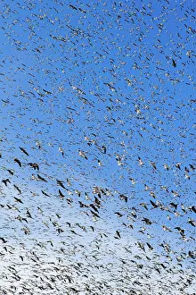 Caerulescens: Fall Migration