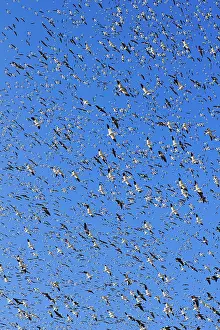 Caerulescens: Fall Migration