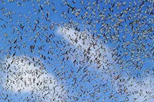 Caerulescens: Fall Migration