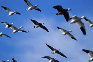 Caerulescens: Fall Migration