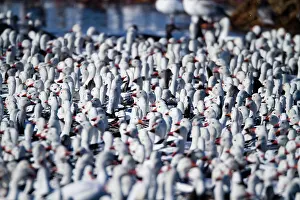 Caerulescens: Fall Migration