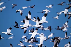 Caerulescens: Fall Migration