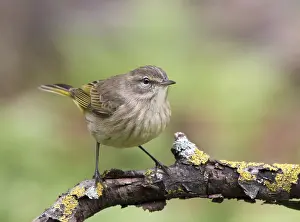 September: A fall-plumage Palm Warbler, Setophaga palmarum