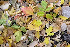 Cottonwoods: Fallen autumn leaves of box elder and Cottonwoods / poplars