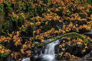 Danita Delimont: Fallen autumn leaves along Cedar Creek in Woodland