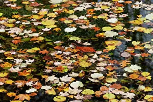 Kentucky: Fallen autumn leaves floating on small pond, Kentucky