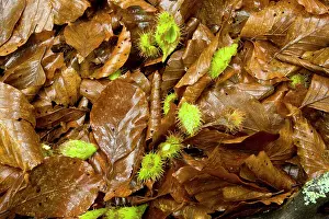 Mast: Fallen Beech mast and beech leaves - summer