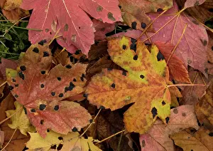 Heavily: Fallen highly-coloured leaves of sycamore, heavily