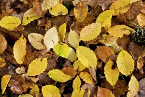 Hornbeam: Fallen hornbeam leaves - in autumn in Great Wood