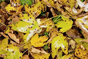 Pseudoplatanus: Fallen Sycamore leaves with tar-spot fungus and