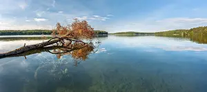 District: A fallen tree lies in the Stechlin