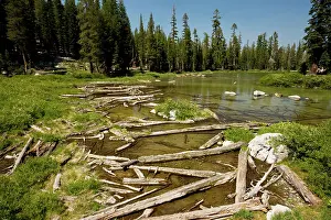 Avalanche: Fallen trees, from old avalanche