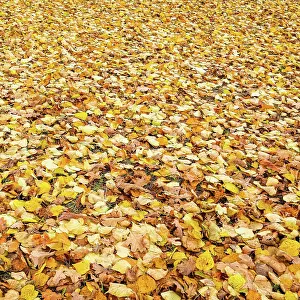 Corvid: Fallen yellow leaves in the park in autumn. Nature