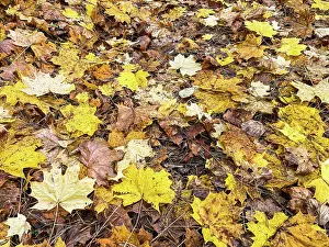 Corvid: Fallen yellow leaves in the park in autumn. Nature