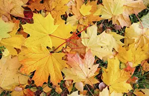 Corvid: Fallen yellow maple leaves in autumn. Nature background